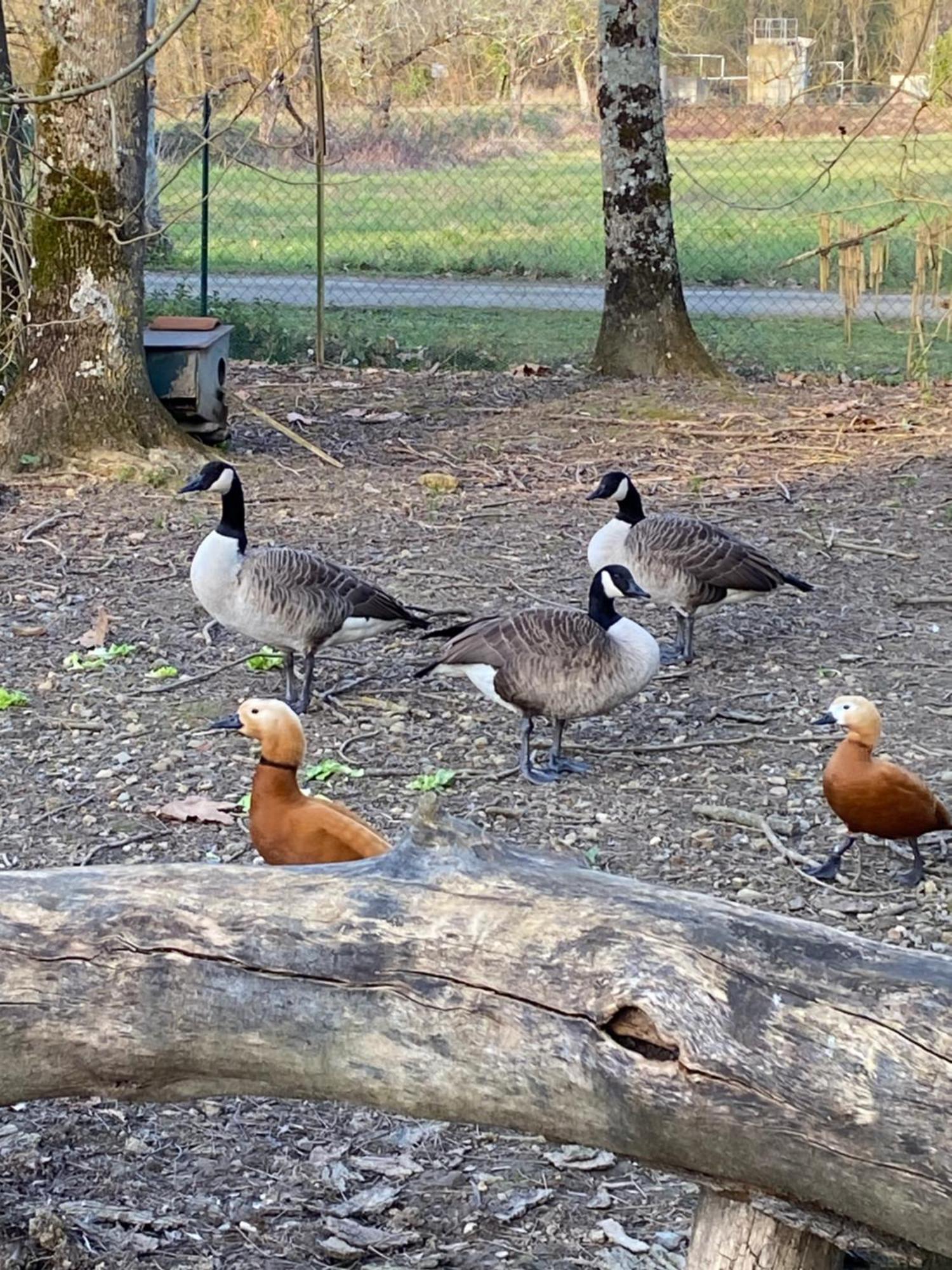 La Seigneurie De Tillac Exteriör bild